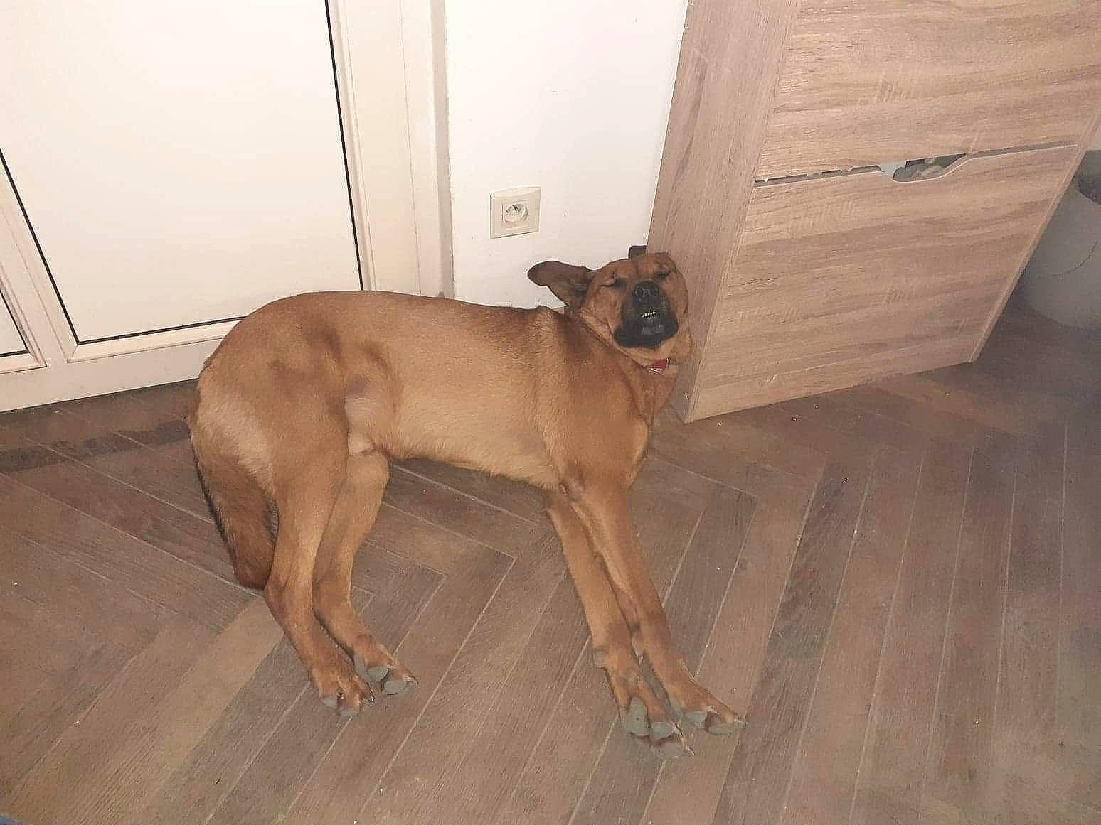 Nino participe au concours pour gagner de l'argent avec cette photo : black_mouth_cur, canidae, carnivore, dog, dog_breed, fawn, floor, flooring, mammal, snout, tile, vertebrate