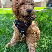 Zumy is registered to the contest to win money with this photo: animal, canine, cute, dog, fur, garden, grass, greenery, harness, leash, nature, outdoor, pet, pinecone, playful, puppy, sitting, sunlight, tag, young