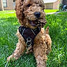 animal, canine, cute, dog, fur, garden, grass, greenery, harness, leash, nature, outdoor, pet, pinecone, playful, puppy, sitting, sunlight, tag, young