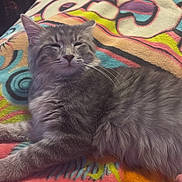 Rose is registered to the contest to win money with this photo: animal, blanket, cat, colorful, cozy, cute, feline, floral_pattern, fluffy, fur, gray_tabby, indoor, lying_down, paw, pet, relaxed, resting, soft_texture, swirls, whiskers