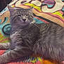 animal, blanket, cat, colorful, cozy, cute, feline, floral_pattern, fluffy, fur, gray_tabby, indoor, lying_down, paw, pet, relaxed, resting, soft_texture, swirls, whiskers