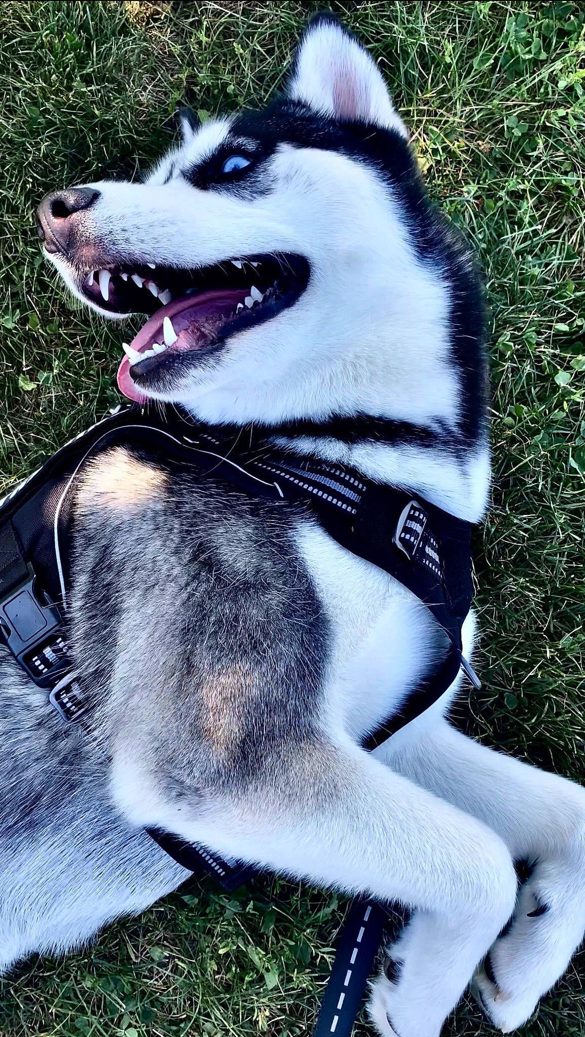 Clover is registered to the contest to win money with this photo: canidae, carmine, carnivore, collar, companion_dog, dog, dog_breed, dog_collar, dog_supply, fang, fashion_accessory, fur, grass, leash, non_sporting_group, paw, pet_supply, snout, sporting_group, working_dog