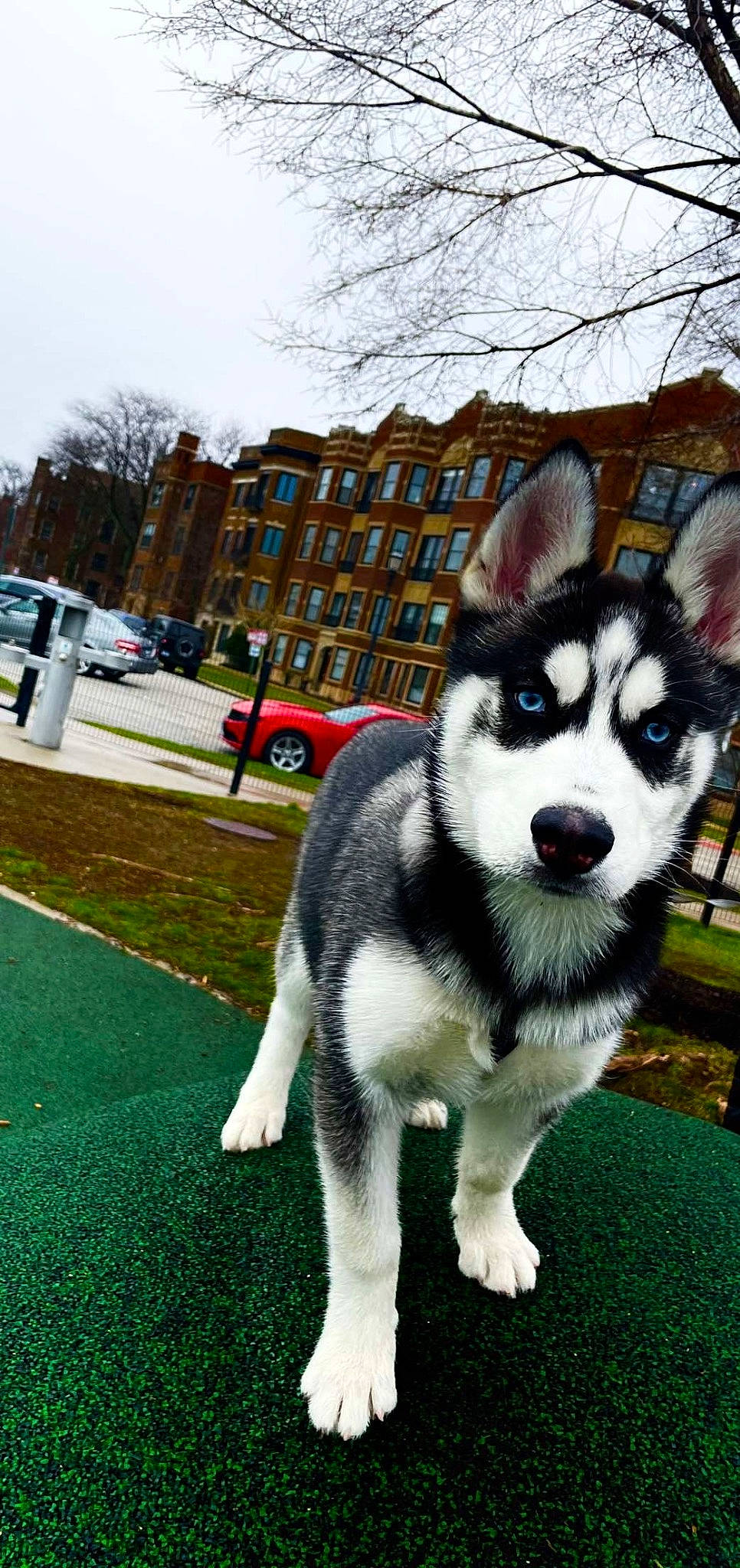 Clover is registered to the contest to win money with this photo: building, canidae, car, carnivore, companion_dog, dog, dog_breed, fur, grass, plant, siberian_husky, sky, sled_dog, snout, sporting_group, terrestrial_animal, tree, whiskers, window, working_animal