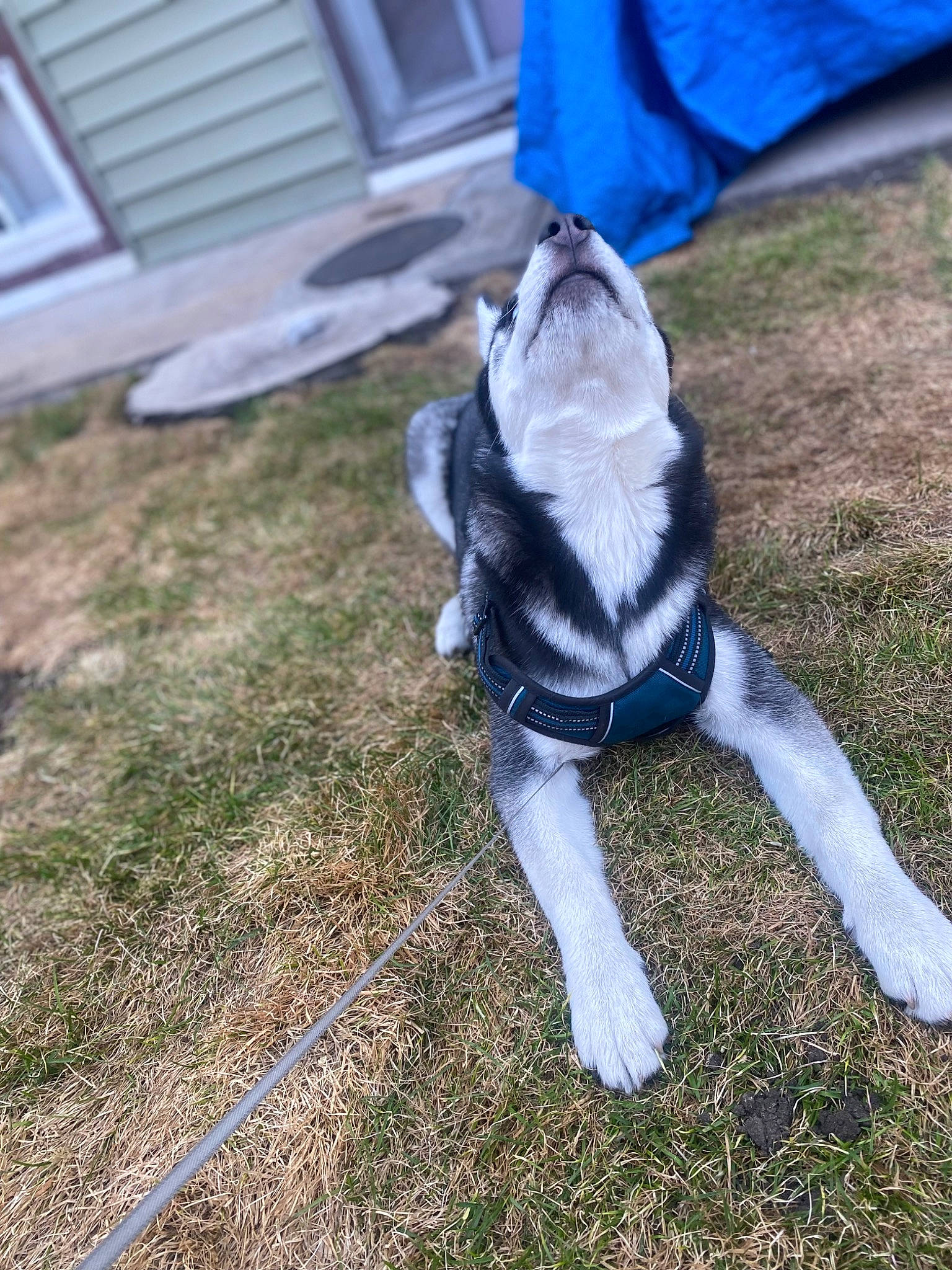 Clover is registered to the contest to win money with this photo: canidae, carnivore, collar, companion_dog, dog, dog_breed, dog_clothes, electric_blue, fawn, felidae, fur, grass, leash, pet_supply, plant, small_to_medium_sized_cats, snout, sporting_group, tail, whiskers