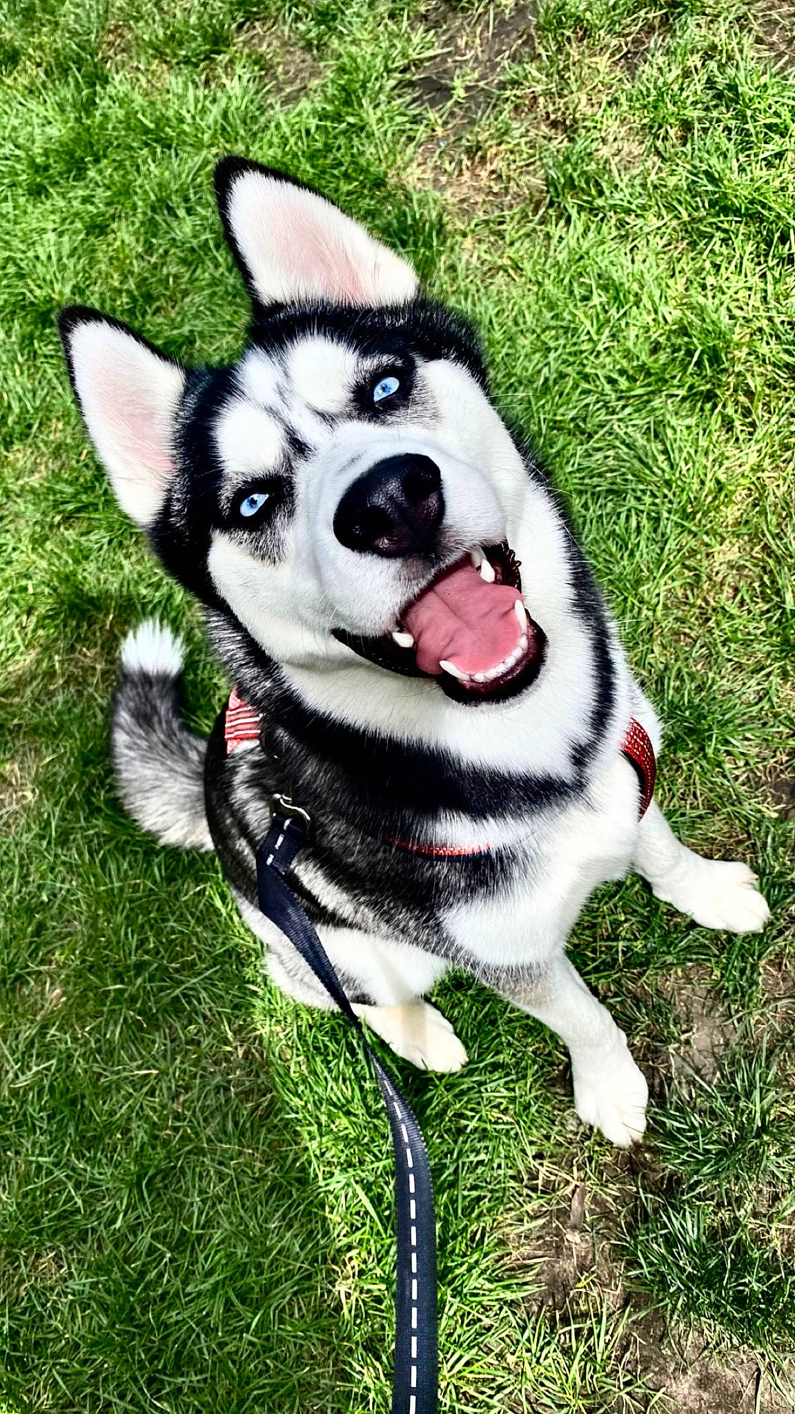 Clover is registered to the contest to win money with this photo: canidae, carnivore, collar, companion_dog, dog, dog_breed, dog_collar, dog_supply, fashion_accessory, fawn, fur, grass, leash, recreation, siberian_husky, sled_dog, snout, sporting_group, tail, working_animal