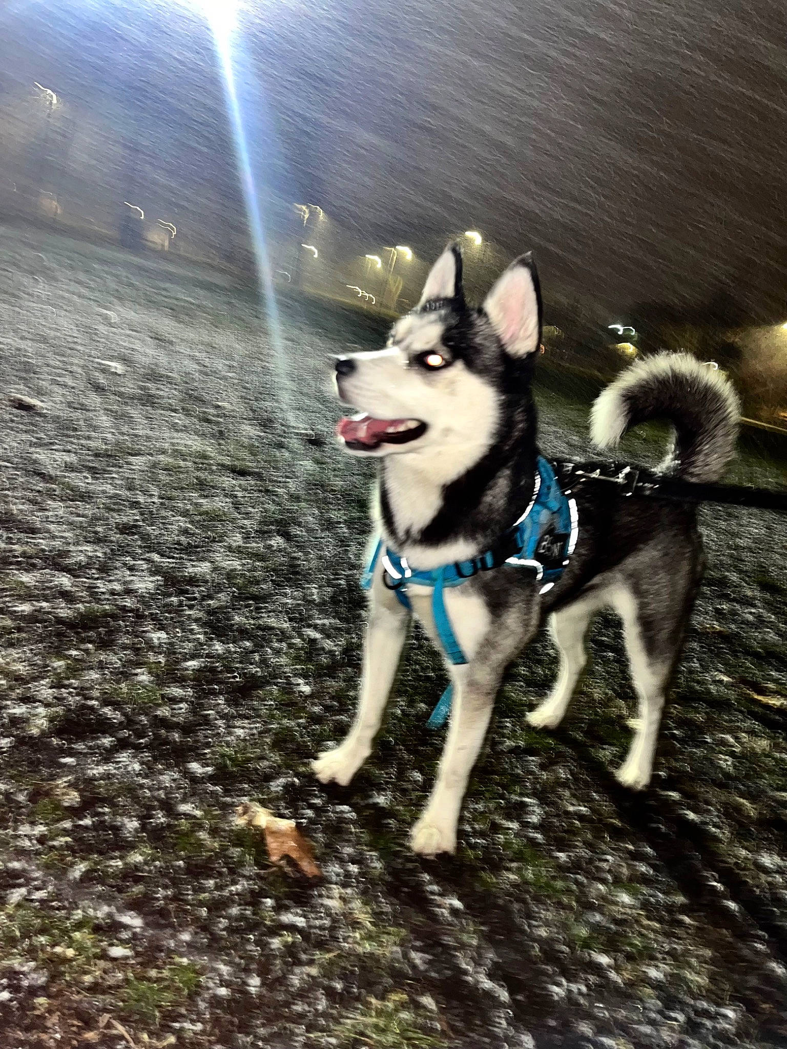 Clover joined the competition — help win amazing prizes! canidae, carnivore, companion_dog, dog, dog_breed, dog_supply, electric_blue, grass, lens_flare, non_sporting_group, pet_supply, recreation, siberian_husky, sled_dog, soil, sporting_group, tail, water, working_animal, working_dog