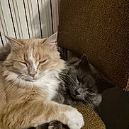 Plume Et Simba participe au concours pour gagner de l'argent avec cette photo : cat, cats, feline, pet, sleepy, cuddle, fluffy, fur, whiskers, chair, indoor, closeup, relaxation, friendship, brown, gray, beige, animal, cute, domestic