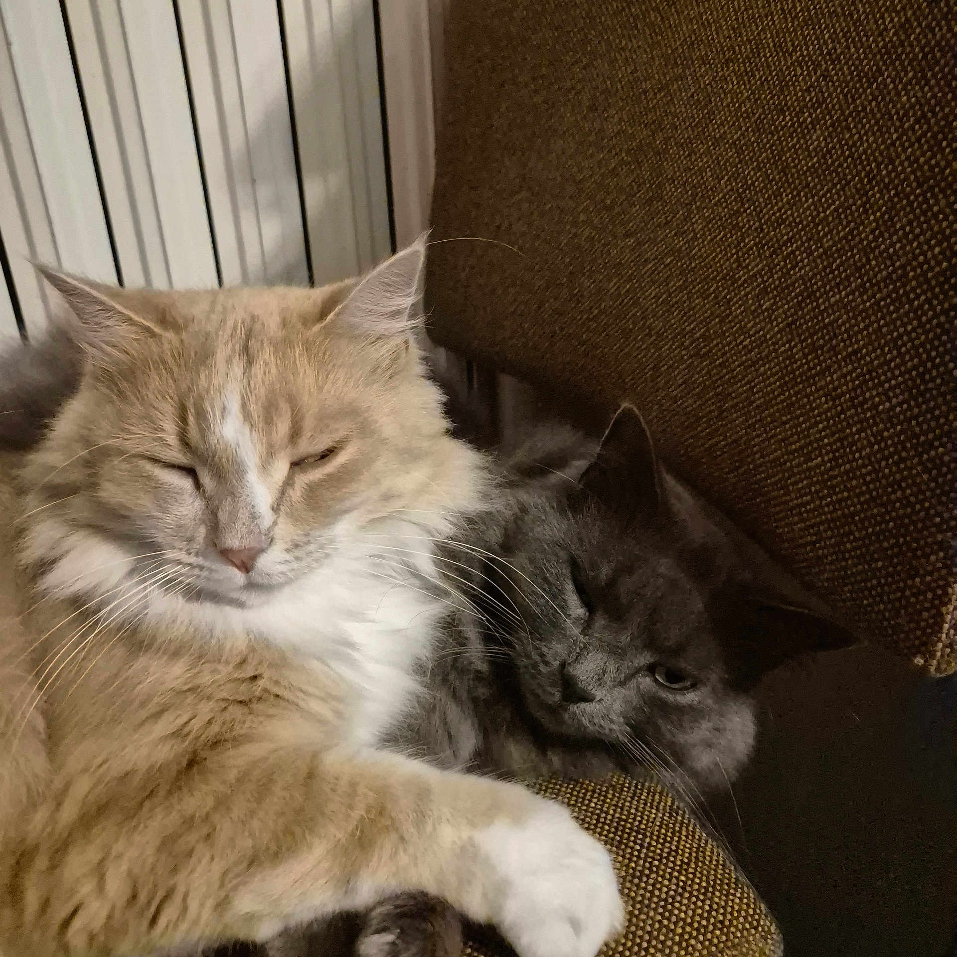 Plume Et Simba participe au concours pour gagner de l'argent avec cette photo : cat, cats, feline, pet, sleepy, cuddle, fluffy, fur, whiskers, chair, indoor, closeup, relaxation, friendship, brown, gray, beige, animal, cute, domestic
