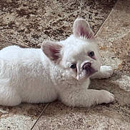 Mello is registered to the contest to win money with this photo: puppy, dog, white_fur, lying_down, ears, floor, tile, indoor, pet, cute, animal, young, looking_up, fur, small, mammal, domestic, resting, adorable, face