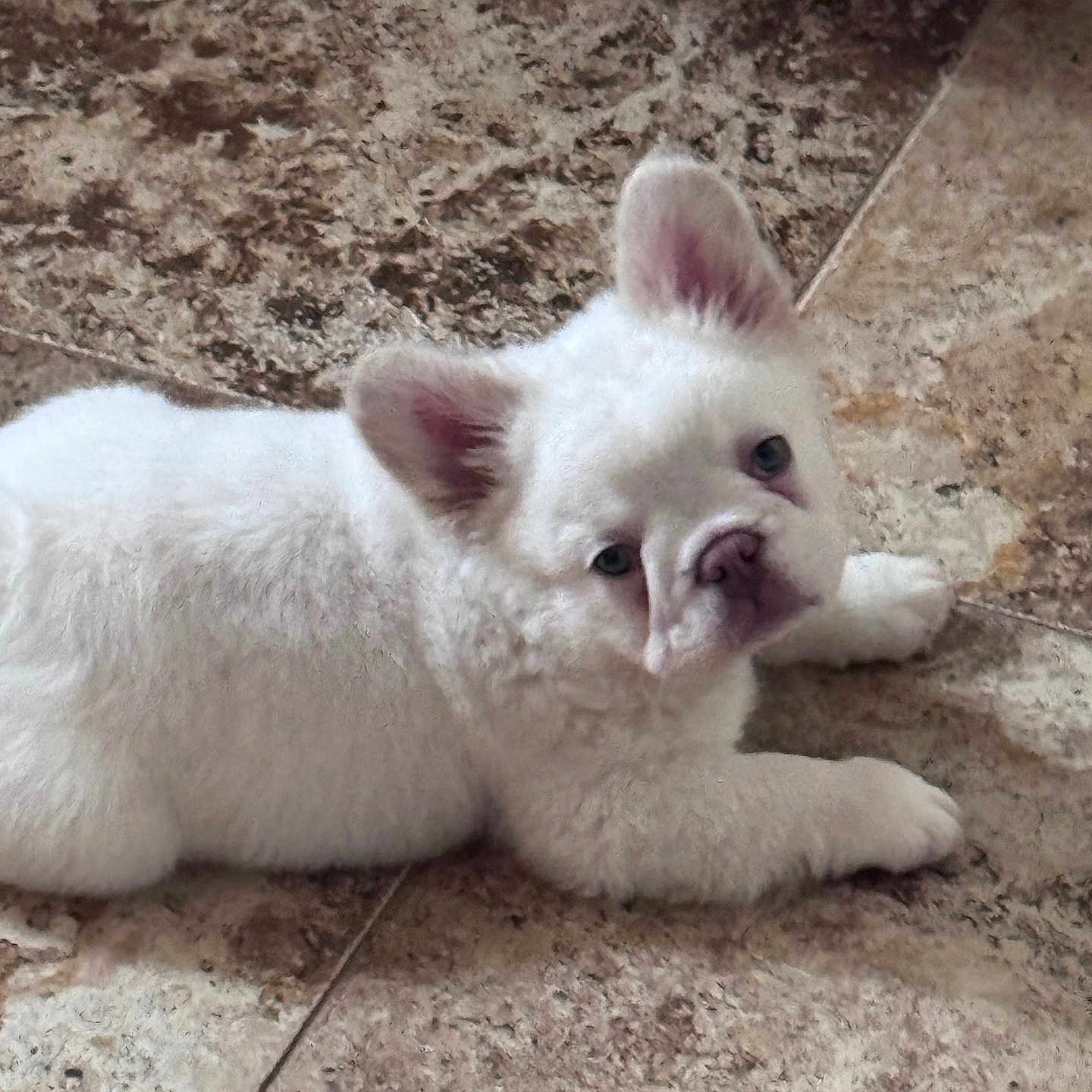 Mello is registered to the contest to win money with this photo: puppy, dog, white_fur, lying_down, ears, floor, tile, indoor, pet, cute, animal, young, looking_up, fur, small, mammal, domestic, resting, adorable, face