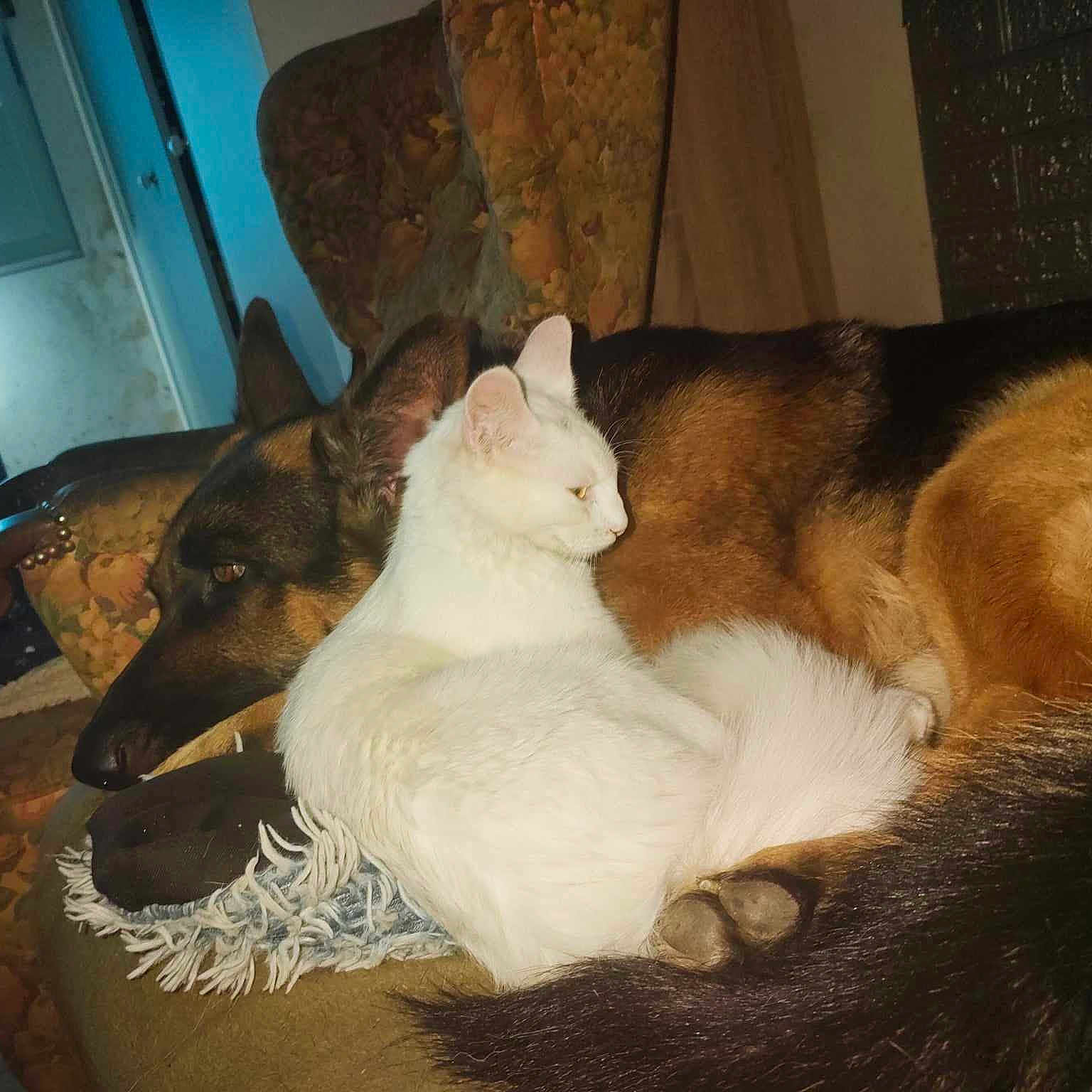 Oracle participe au concours pour gagner de l'argent avec cette photo : animal, architecture, building, canine, cat, chair, couch, cushion, dog, furniture, germanshepherd, homedecor, husky, indoors, livingroom, person, pet, puppy, room, sleeping