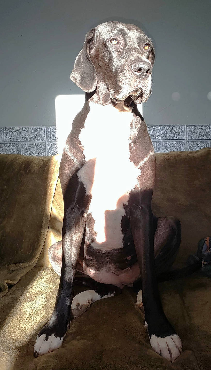 Starsky participe au concours pour gagner de l'argent avec cette photo : ancient_dog_breeds, art, brown, canidae, carnivore, companion_dog, dog, dog_breed, dog_collar, fawn, fur, german_shorthaired_pointer, liver, metal, pet_supply, shadow, snout, sporting_group, terrestrial_animal, working_animal