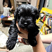 Milan joined the competition — help win amazing prizes! adorable, black_fur, blurred_background, books, bookshelf, child, close_up, cozy, cute, dog, furniture, hand, indoor, living_room, person, pet, playing, puppy, soft_fur, young_dog