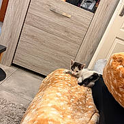 Ruby a rejoint le concours — aidez-le/la à gagner de superbes lots ! kitten, cat, black_and_white, pet, animal, small, sitting, lying_down, cute, fluffy, orange_blanket, plush, cozy, indoor, bedroom, dresser, furniture, houseplant, tiled_floor, home_decor