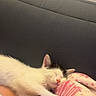 Ruby participe au concours pour gagner de l'argent avec cette photo : cat, white_cat, sleeping, kitten, fluffy, pet, animal, indoors, couch, blanket, pink_blanket, lap, cozy, relaxed, resting, closed_eyes, whiskers, paws, portrait, home