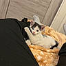 Ruby a rejoint le concours — aidez-le/la à gagner de superbes lots ! kitten, cat, black_and_white, animal, pet, lying_down, blanket, orange_blanket, bed, indoors, home, cozy, cute, fluffy, portrait, looking_at_camera, relaxed, fur, whiskers, bedroom