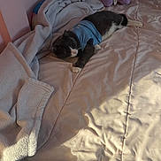 Tito is registered to the contest to win money with this photo: animal, bed, blanket, cat, clothing, comfort, cozy, cute, fabric, furniture, home, indoor, pet, pillow, plush_toy, relaxed, resting, sleepy, soft_lighting, tuxedo_cat