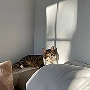 Berthie participe au concours pour gagner de l'argent avec cette photo : animal, cat, comfortable, couch, cozy, domestic_cat, ears, feline, fur, green_eyes, home, indoor, pet, relaxing, resting, shadow, sunlight, tabby_cat, whiskers, window_shadow