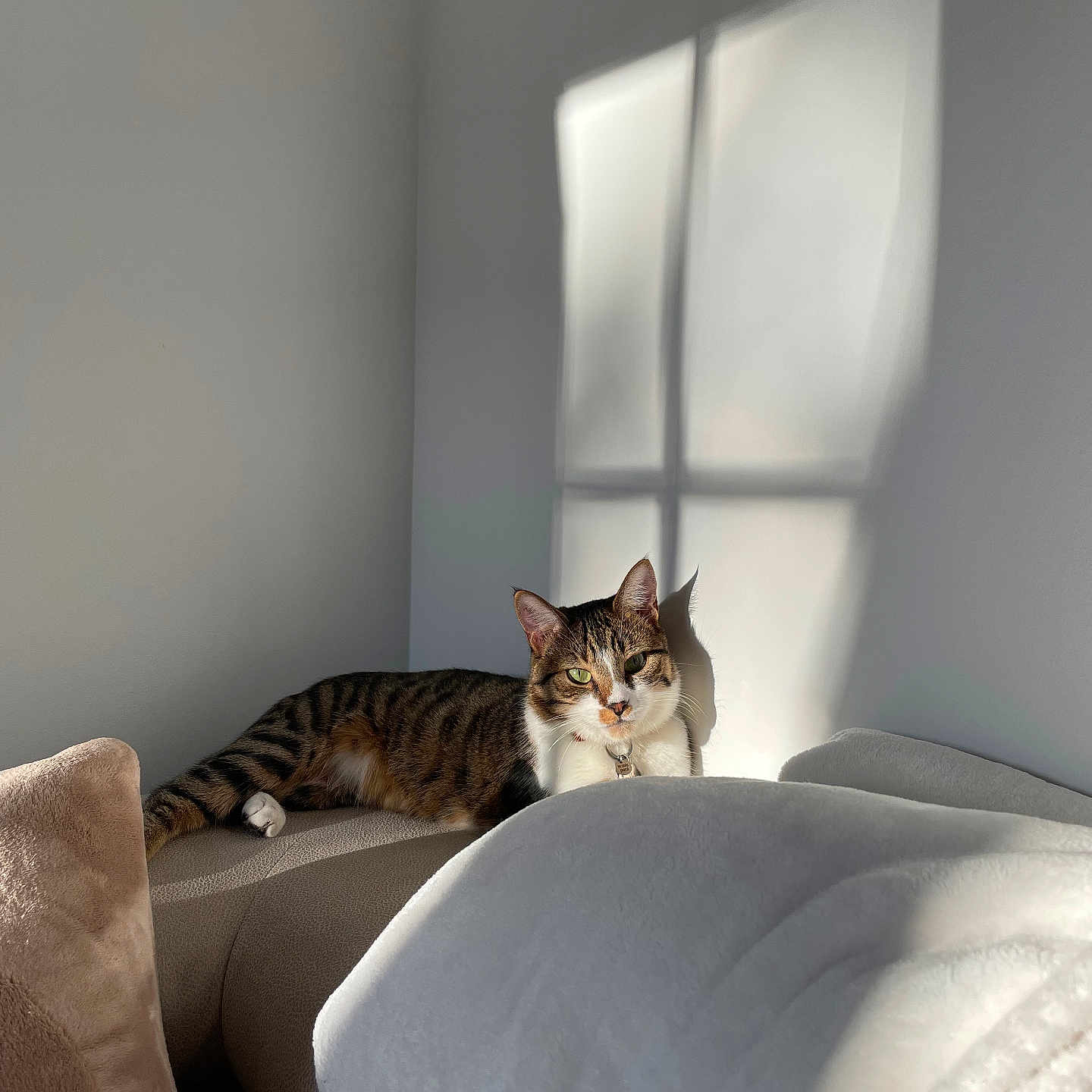 Berthie participe au concours pour gagner de l'argent avec cette photo : animal, cat, comfortable, couch, cozy, domestic_cat, ears, feline, fur, green_eyes, home, indoor, pet, relaxing, resting, shadow, sunlight, tabby_cat, whiskers, window_shadow