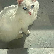 Bibiche participe au concours pour gagner de l'argent avec cette photo : cat, white_cat, blue_eyes, fluffy_fur, pet, animal, domestic_cat, looking_up, shadow, sunlight, concrete_floor, curious, whiskers, pink_nose, ears, sitting, indoor, cute, feline, soft_light