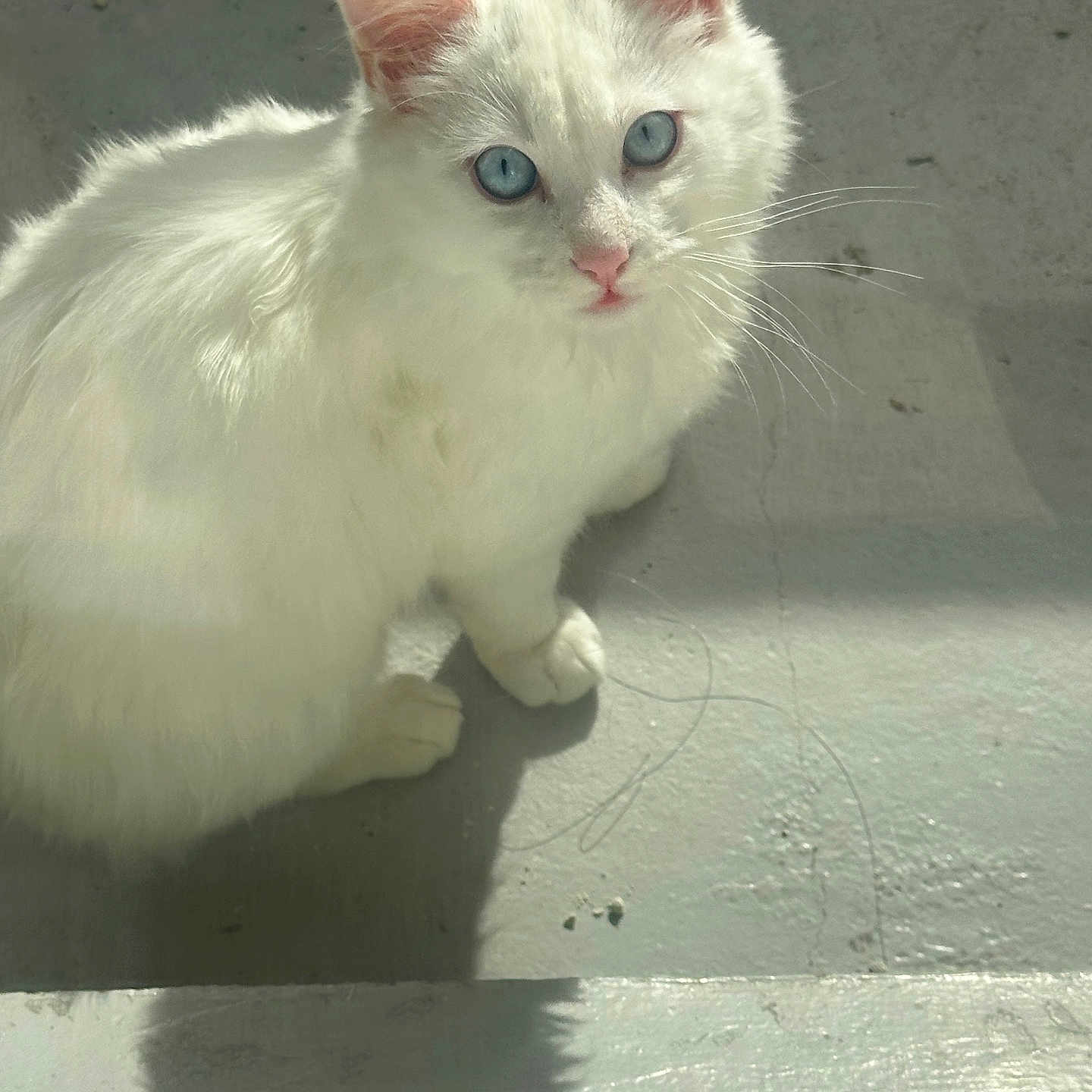 Bibiche