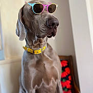 Sam participe au concours pour gagner de l'argent avec cette photo : accessory, animal, brown_dog, canine, chair, closeup, colorful, cool, dog, domestic_animal, fashion, furniture, house, indoor, looking_away, pet, portrait, seated, sunglasses, yellow_collar