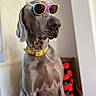 accessory, animal, brown_dog, canine, chair, closeup, colorful, cool, dog, domestic_animal, fashion, furniture, house, indoor, looking_away, pet, portrait, seated, sunglasses, yellow_collar