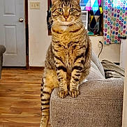Monster joined the competition — help win amazing prizes! cat, tabby, feline, pet, animal, sitting, portrait, whiskers, ears, striped_fur, brown_fur, green_eyes, indoor, living_room, couch, furniture, colorful_background, curtain, wooden_floor, funny_pose