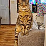 cat, tabby, feline, pet, animal, sitting, portrait, whiskers, ears, striped_fur, brown_fur, green_eyes, indoor, living_room, couch, furniture, colorful_background, curtain, wooden_floor, funny_pose