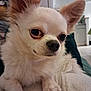 Léon participe au concours pour gagner de l'argent avec cette photo : dog, chihuahua, pet, close_up, portrait, white_fur, fluffy, ears, big_eyes, nose, whiskers, paws, indoor, home, blanket, sofa, relaxed, cute, small_dog, mammal