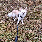 Léon a rejoint le concours — aidez-le/la à gagner de superbes lots ! dog, chihuahua, leash, harness, grass, field, outdoors, small_breed, white_fur, tan_fur, ears_up, tail, standing, curious, pet, owner_viewpoint, foreground_leash, dry_grass, nature, portrait