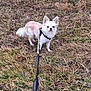 dog, chihuahua, leash, harness, grass, field, outdoors, small_breed, white_fur, tan_fur, ears_up, tail, standing, curious, pet, owner_viewpoint, foreground_leash, dry_grass, nature, portrait