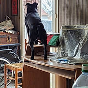 Py You participe au concours pour gagner de l'argent avec cette photo : dog, black_dog, indoor, window, wooden_desk, curtains, wheelchair, chair, monitor, plastic_cover, floor_tiles, household_items, back_view, pet, animal, daylight, looking_out, furniture, room, table