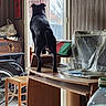 dog, black_dog, indoor, window, wooden_desk, curtains, wheelchair, chair, monitor, plastic_cover, floor_tiles, household_items, back_view, pet, animal, daylight, looking_out, furniture, room, table