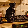 Py You participe au concours pour gagner de l'argent avec cette photo : dog, kitchen, stove, black_dog, pet, countertop, tile_wall, scale, appliance, oven, cabinet, indoor, animal, curious, sitting, household, cooktop, domestic, guilty, lighting