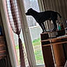 Py You participe au concours pour gagner de l'argent avec cette photo : dog, silhouette, desk, glass_door, curtains, indoor, outdoor, greenery, concrete_wall, floor_tiles, wooden_furniture, window, natural_light, pet, standing, side_view, shadow, curious, room, daylight