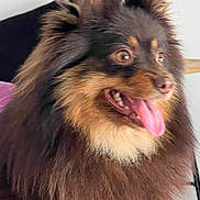 Tania participe au concours pour gagner de l'argent avec cette photo : animal, black, brown, closeup, companion, cute, dog, ears, excited, face, fluffy, fur, happy, indoor, long_fur, mammal, panting, pet, portrait, tongue_out