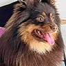 animal, black, brown, closeup, companion, cute, dog, ears, excited, face, fluffy, fur, happy, indoor, long_fur, mammal, panting, pet, portrait, tongue_out