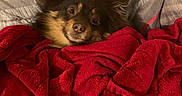 Tania a rejoint le concours — aidez-le/la à gagner de superbes lots ! animal, bed, blanket, brown, comfort, cozy, cute, dog, face, fur, fur_ears, indoor, looking, lying_down, pet, red, resting, snug, soft, warm