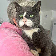 Goliath a rejoint le concours — aidez-le/la à gagner de superbes lots ! cat, gray_cat, white_fur, green_eyes, whiskers, pet, indoor, blanket, pink_blanket, cozy, feline, closeup, portrait, domestic_cat, animal, cute, soft_fur, resting, comfortable, household