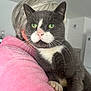 Goliath participe au concours pour gagner de l'argent avec cette photo : animal, cat, close_up, companion, cozy, cute, domestic_cat, feline, fur, gray_cat, green_eyes, house, indoor, person, pet, pink_fleece, portrait, shoulder, whiskers, white_fur