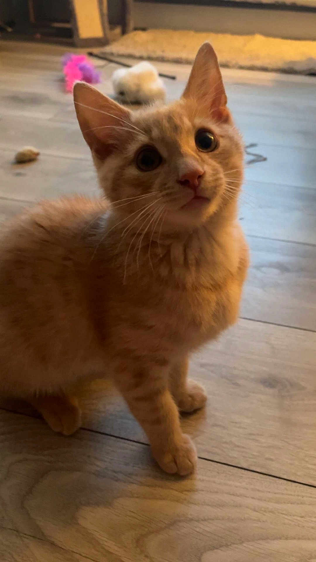 Simba