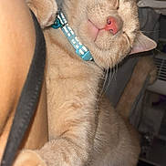 Simba joined the competition — help win amazing prizes! animal, bed, blanket, cat, closeup, collar, cozy, cute, domestic_animal, feline, fur, indoor, orange_tabby, paw, pet, relaxed, resting, sleeping, soft, whiskers