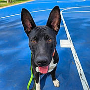 Brody joined the competition — help win amazing prizes! dog, canine, pet, tongue_out, upright_ears, leash, collar, basketball_court, sports_court, blue_surface, outdoor, park, trees, residential, paws, close_up, portrait, attentive, playful, panting