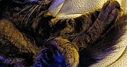 Nikki is registered to the contest to win money with this photo: cat, tabby, sleeping, cozy, blanket, fur, whiskers, paw, tail, resting, indoor, pet, closeup, soft, texture, animal, feline, relaxing, cute, warm