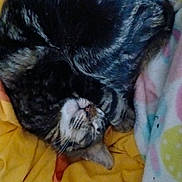 Nikki is registered to the contest to win money with this photo: cat, tabby, sleeping, curled_up, cozy, blanket, indoor, pet, fur, striped, resting, cute, animal, domestic, relaxed, soft, warm, comfort, face, whiskers