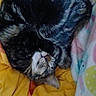 cat, tabby, sleeping, curled_up, cozy, blanket, indoor, pet, fur, striped, resting, cute, animal, domestic, relaxed, soft, warm, comfort, face, whiskers