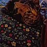 Nikki is registered to the contest to win money with this photo: cat, tabby_cat, bedspread, floral_pattern, indoor, pet, animal, feline, resting, curious, cozy, dim_lighting, room, home, fur, whiskers, ears, cute, sleepy, comfort