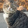 Bigboy joined the competition — help win amazing prizes! cat, tabby_cat, green_eyes, collar, bell, concrete, steps, outdoor, grass, sunlight, animal, pet, feline, sitting, closeup, nature, daylight, whiskers, fur, alert