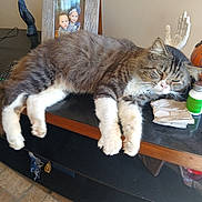 Bigboy is registered to the contest to win money with this photo: cat, tabby_cat, feline, pet, animal, countertop, table, framed_photo, children, decorative_hand, bottle, household_items, indoor, relaxed, sleepy, fur, white_paws, tile_floor, wooden_table, domestic